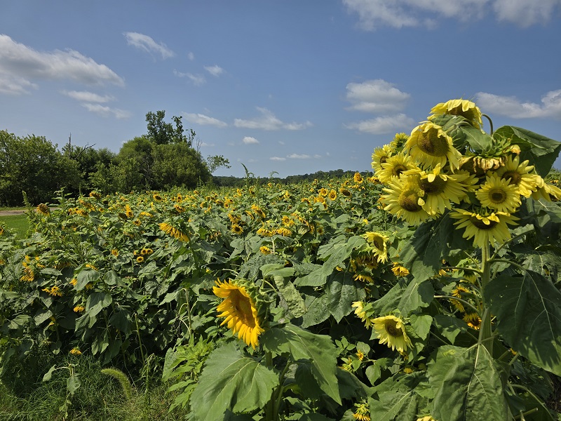 flowers